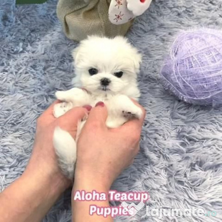 Bichon maltez mini toy 