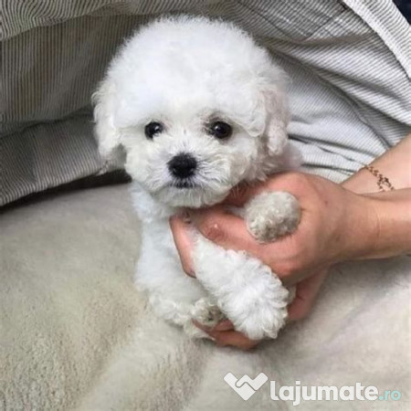 Bichon maltez mini toy 