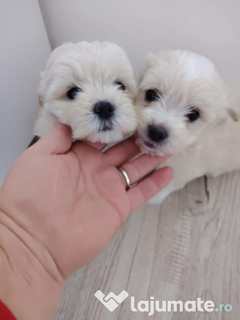 Bichon maltez mini toy 