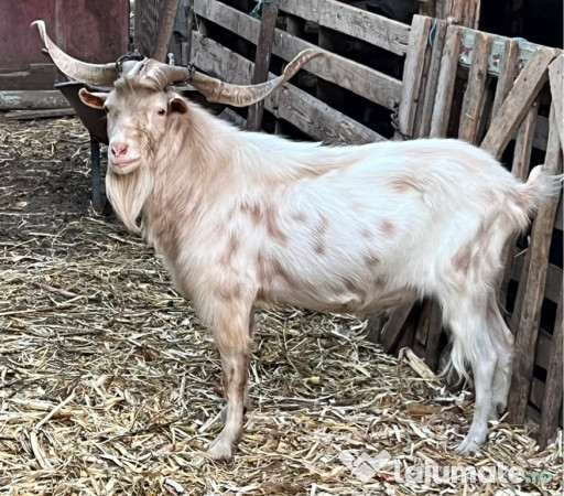 Tapi tineri frumosi buni 