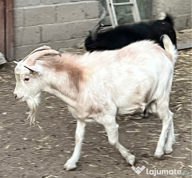 Tapi tineri frumosi buni 