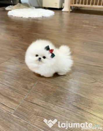 Pomeranian mini boo-Asigur transport