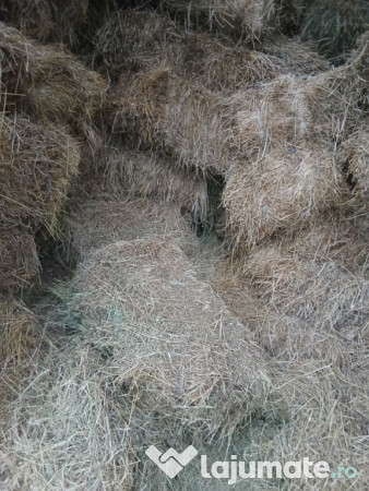 Baloti lucernă și fân 