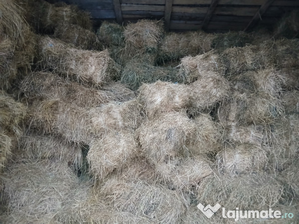 Baloti lucernă și fân 