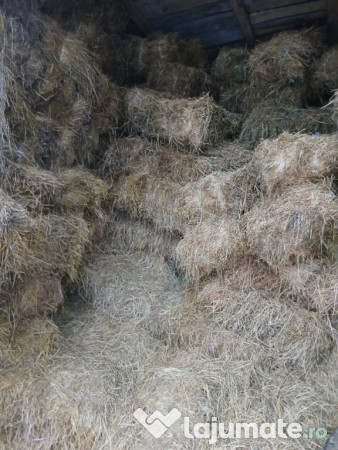 Baloti lucernă și fân 