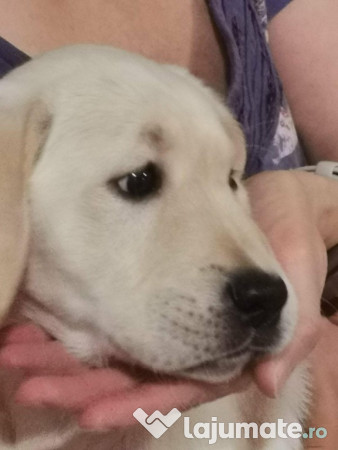 Pui labrador retriever