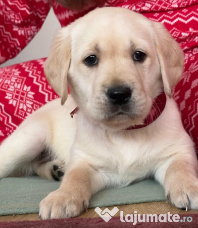 Pui labrador retriever