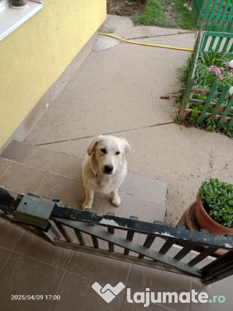 Pui labrador retriever