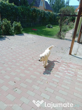 Pui labrador retriever