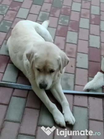 Pui labrador retriever