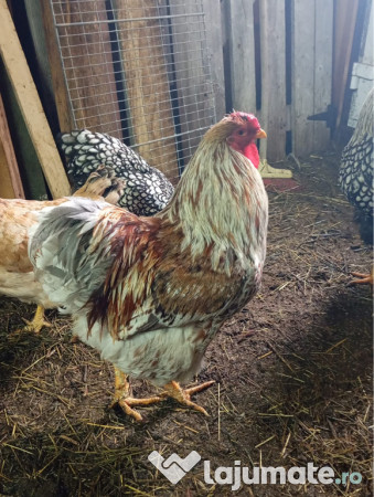 Cocoși Wyandotte argintiu,GSG,SPLESH 