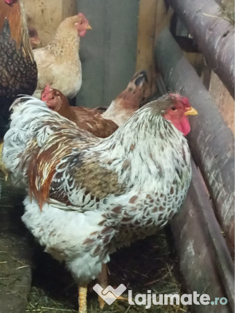 Cocoși Wyandotte argintiu,GSG,SPLESH 