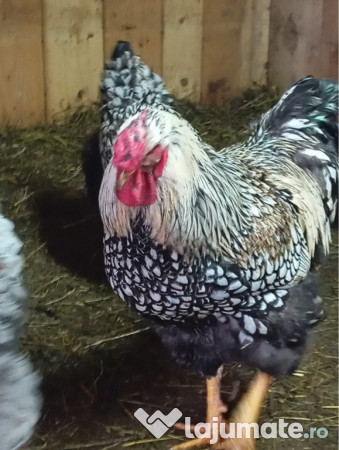 Cocoși Wyandotte argintiu,GSG,SPLESH 