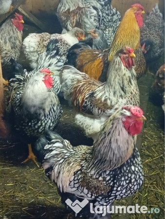 Cocoși Wyandotte argintiu,GSG,SPLESH 