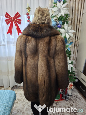 Haine dama vulpe polara si nutre