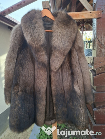 Haine dama vulpe polara si nutre