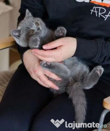 British shorthair băieței și fetițe 
