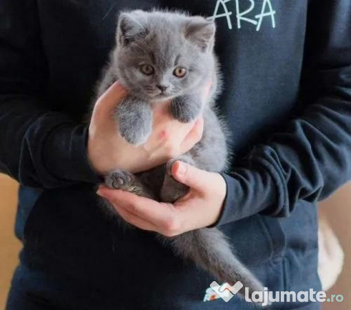 British shorthair băieței și fetițe 