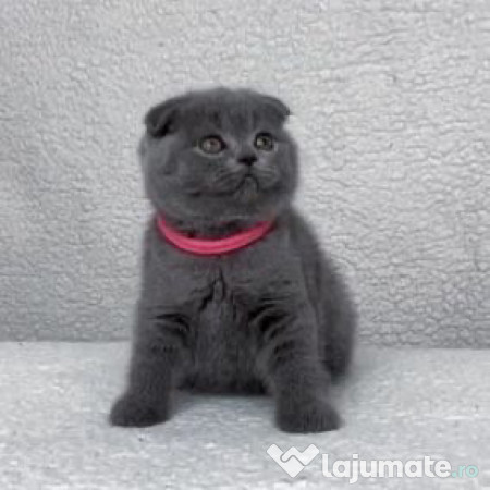 Scottish fold puiuți 