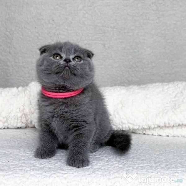 Scottish fold puiuți 