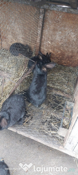 Iepuri, uriașul Belgian