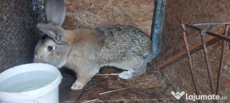 Iepuri, uriașul Belgian
