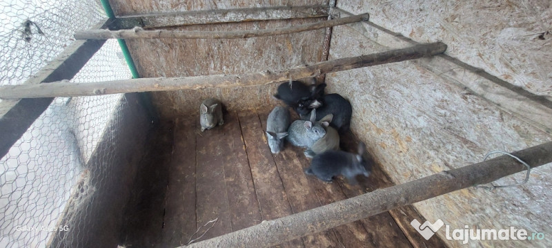 Iepuri, uriașul Belgian