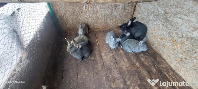 Iepuri, uriașul Belgian