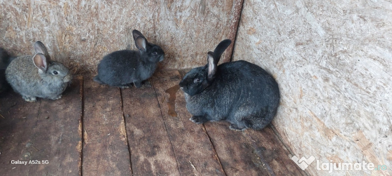 Iepuri, uriașul Belgian