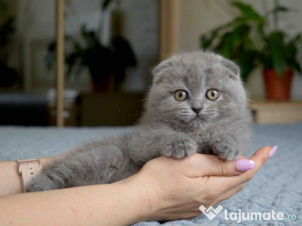Scottish fold puișori 