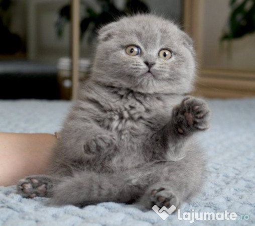 Scottish fold puișori 