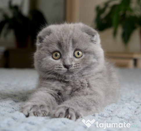 Scottish fold puișori 