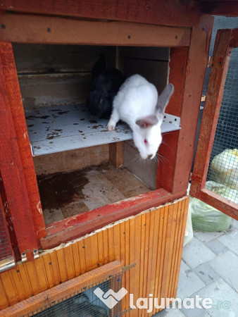 Cușcă pentru iepuri 