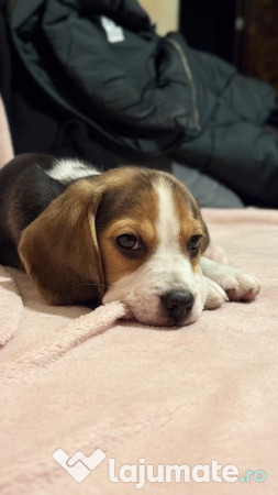 Beagle varsta 2 luni
