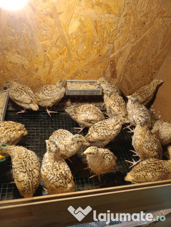 Prepelițe Jumbo gold 