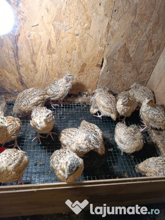 Prepelițe Jumbo gold 