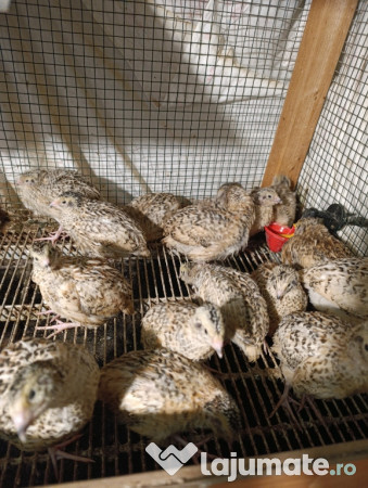 Prepelițe Jumbo gold 