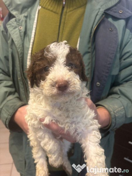 Lagotto romagnolo