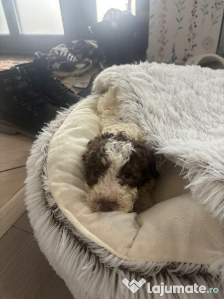 Lagotto romagnolo