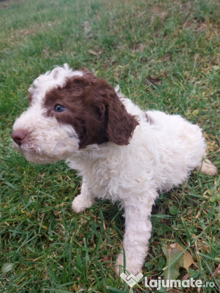 Lagotto romagnolo