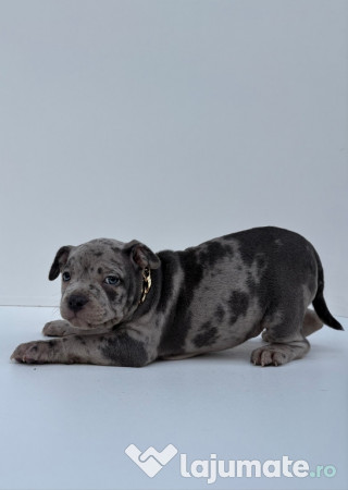 American Bully Pocket