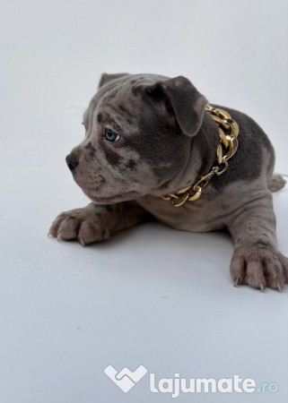 American Bully Pocket