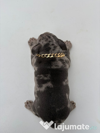 American Bully Pocket