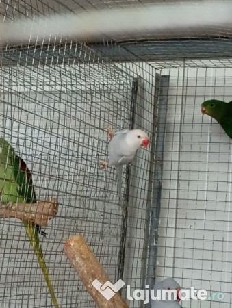 Diferite rase papagali 