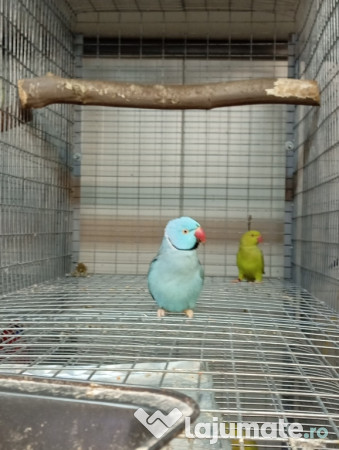 Diferite rase papagali 