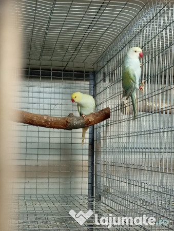 Diferite rase papagali 