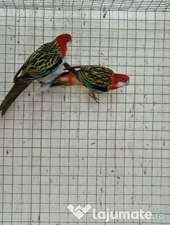 Diferite rase papagali 