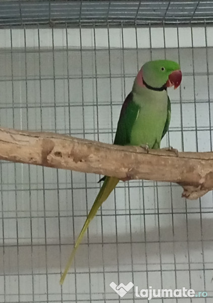 Diferite rase papagali 