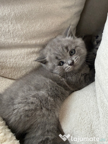 Pui british shorthair 