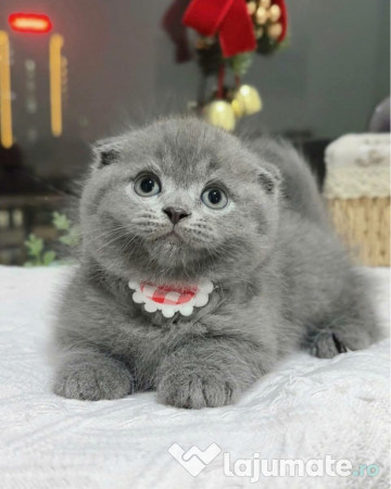 Scottish fold superb 